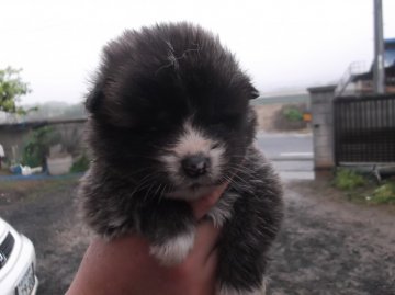 秋田犬【香川県・女の子・2013年4月11日・虎(長毛)】の写真「」