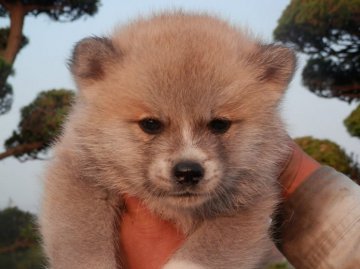 秋田犬【香川県・男の子・2015年9月12日・赤】の写真「」