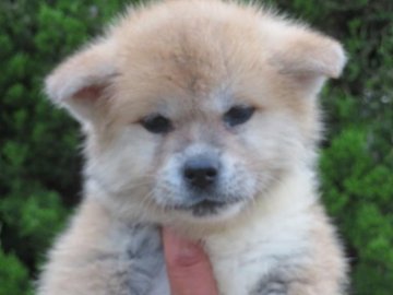 秋田犬【香川県・女の子・2022年4月2日・赤】の写真「可愛い女の子・遺伝子検査クリア（父犬）」