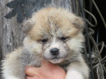 秋田犬【香川県・女の子・2020年12月2日・赤】の写真「コロコロ可愛い女の子」