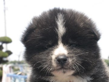 秋田犬【香川県・男の子・2012年2月28日・虎毛（ブリンドル）】の写真「」