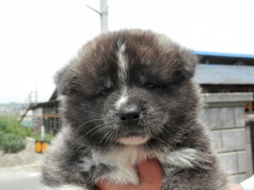 秋田犬【香川県・男の子・2013年4月30日・虎】の写真「」