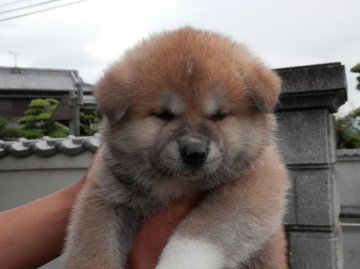 秋田犬【香川県・男の子・2013年4月18日・赤】の写真「」
