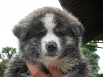 秋田犬【香川県・女の子・2014年5月30日・虎】の写真「健康優良児です！」