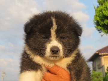 秋田犬【香川県・男の子・2020年8月18日・虎】の写真「父犬：日本一３回受賞・秋保名誉章　母犬：名血」