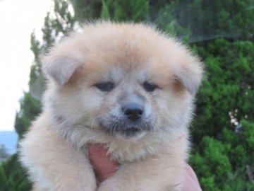 秋田犬【香川県・男の子・2022年4月2日・赤】の写真「可愛い男の子・遺伝子検査クリア（父犬）」