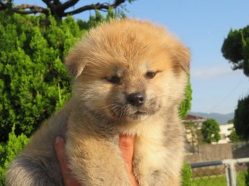 秋田犬【香川県・女の子・2021年4月15日・赤】の写真「コロコロ可愛い女の子」