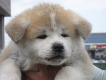 秋田犬【香川県・女の子・2010年11月24日・赤】の写真「」