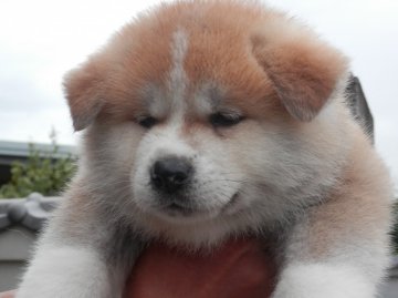 秋田犬【香川県・女の子・2013年4月18日・赤】の写真「」