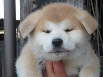 秋田犬【香川県・女の子・2022年1月4日・赤】の写真「愛嬌一杯の女の子・遺伝子検査クリア（父犬）」