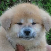 秋田犬【香川県・男の子・2022年4月2日・赤】の写真1「5/27撮影」