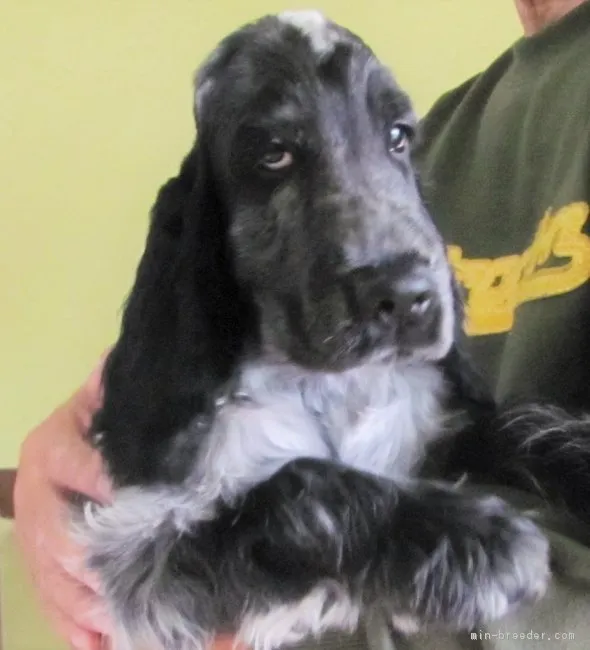 ID：1810-01529の子犬