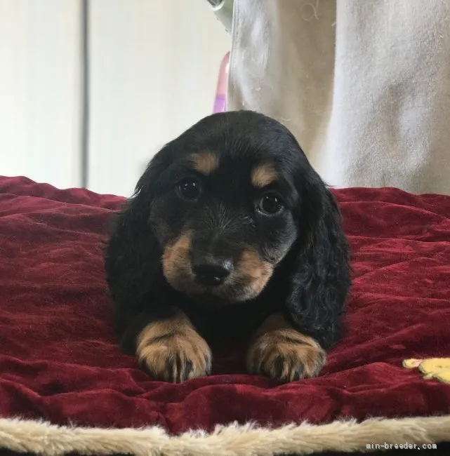 ID：2002-00563の子犬