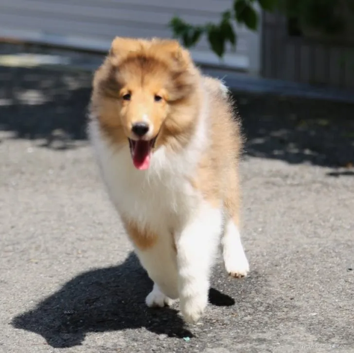 ID：2309-02610の子犬