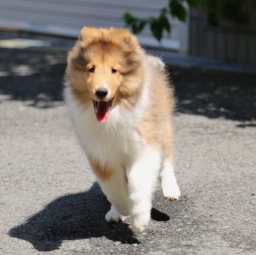 シェットランドシープドッグ【大阪府・男の子・2023年4月9日・セーブル&ホワイト】の写真「両親共遺伝病検査クリア　幅広フルカラー　優良血統」