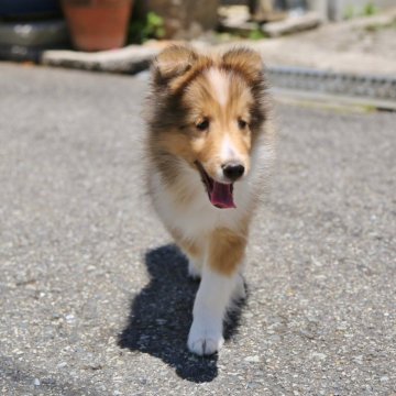 シェットランドシープドッグ【大阪府・男の子・2024年3月14日・セーブル&ホワイト】の写真「小振りの可愛い男の子。フルカラー」