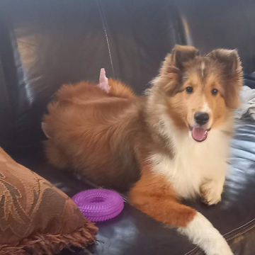 シェットランドシープドッグ【大阪府・女の子・2022年3月11日・セーブル & ホワイト】の写真「標準サイズの健康優良児です。遺伝子検査五項目クリア」