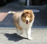 シェットランドシープドッグ【大阪府・男の子・2023年4月9日・セーブル&ホワイト】の写真3「2023/8 撮影　フルカラーの派手な子です」