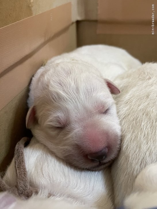 松本啓ブリーダーのブログ：メイちゃん出産