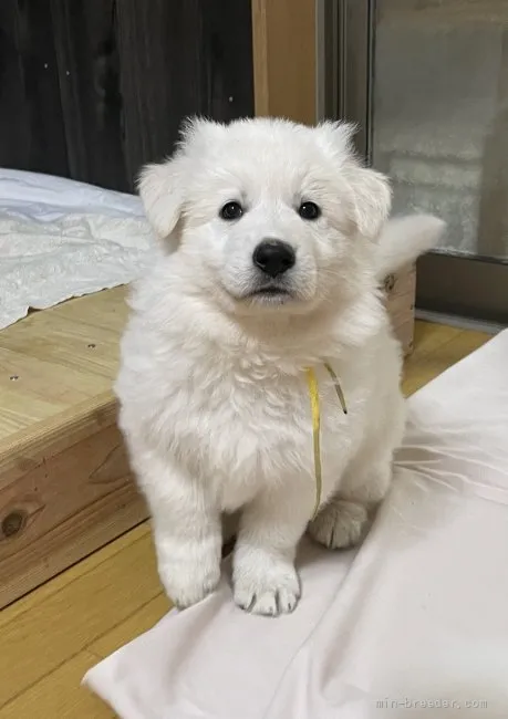 ID：2111-02964の子犬