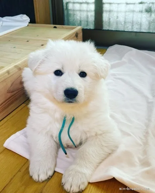 ID：2111-02947の子犬