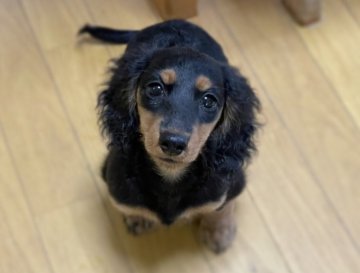 ミニチュアダックスフンド(ロング)【鳥取県・女の子・2022年6月22日・ブラック&タン】の写真「PRAクリアの女の子」