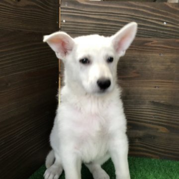 ホワイト・シェパード【鳥取県・女の子・2019年1月4日・ホワイト】の写真「母犬の愛情たっぷりに育ってます。」