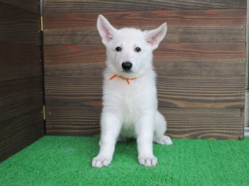 ホワイト・シェパード【鳥取県・女の子・2016年6月6日・シロ(ホワイト)】の写真「小ぶりだけど元気な女の子」