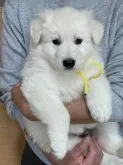 ホワイト・スイス・シェパード・ドッグ【鳥取県・男の子・2021年10月12日・ホワイト】の写真2