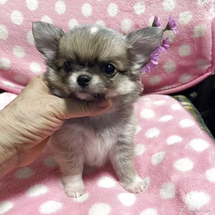ID:2507-08724の子犬