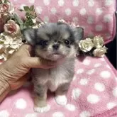 チワワ(ロング)