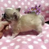 チワワ(ロング)【愛知県・男の子・2025年6月15日・フォーン】の写真2