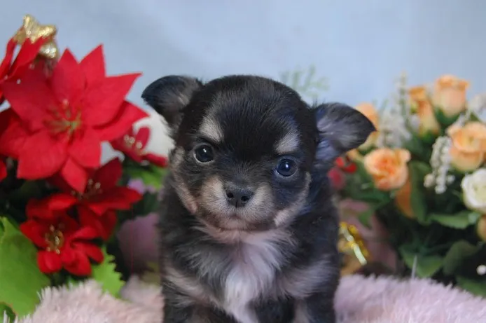 ID：1312-00781の子犬