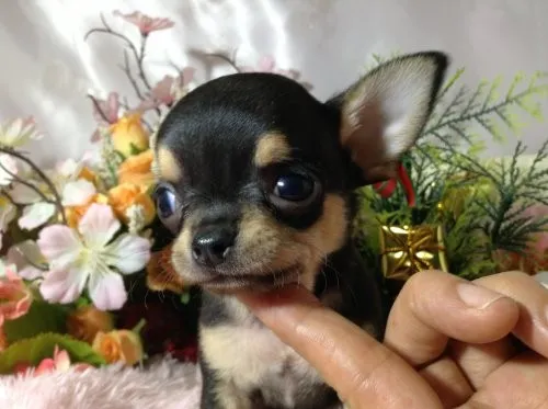 ID：1304-00725の子犬