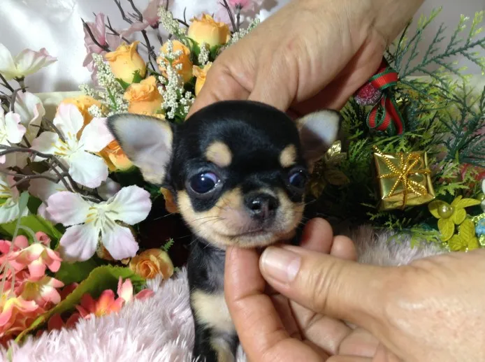 ID：1304-00738の子犬