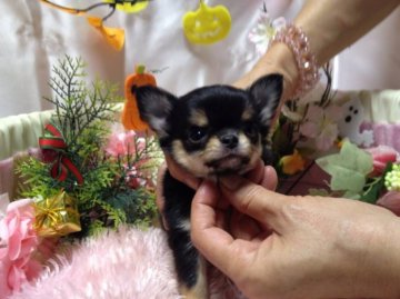 チワワ(ロング)【愛知県・女の子・2013年9月5日・ブラック&タン】の写真「」