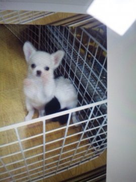 チワワ(ロング)【愛知県・女の子・2015年7月30日・ホワイト】の写真「ホワイトの綺麗な女の子」