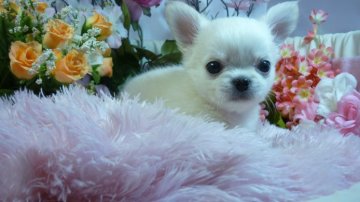 チワワ(ロング)【愛知県・男の子・2015年10月10日・ホワイトクリーム】の写真「ショートボディの白い貴公子」