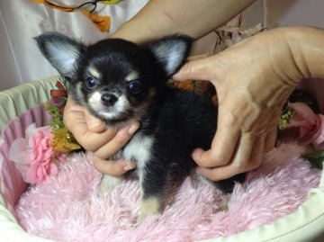 チワワ(ロング)【愛知県・男の子・2013年8月29日・ブラッククリーム&ホワイト】の写真「」