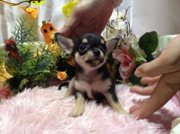 チワワ(スムース)【愛知県・女の子・2013年9月1日・ブラック&タン】の写真「生後48日で500g」