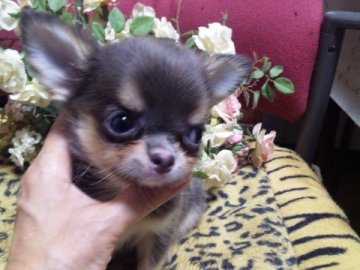 チワワ(ロング)【愛知県・男の子・2013年6月29日・ブルー&タン】の写真「」