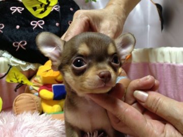 チワワ(スムース)【愛知県・男の子・2013年8月22日・チョコレート&タン】の写真「」