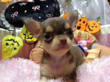 チワワ(スムース)【愛知県・女の子・2013年8月22日・チョコレート&タン】の写真「」