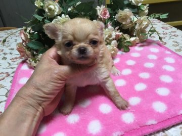 チワワ(ロング)【愛知県・女の子・2017年5月12日・ゴールド】の写真「お買い得価格です」