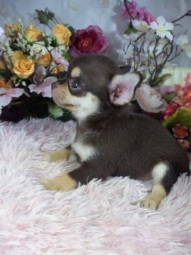 チワワ(スムース)【愛知県・男の子・2015年7月9日・チョコレート&タン】の写真「お顔の短い可愛い男の子 訳あり価格です」