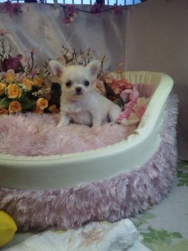 チワワ(ロング)【愛知県・女の子・2015年1月1日・クリーム】の写真「」