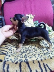 チワワ(スムース)【愛知県・男の子・2013年2月10日・ブラックタン】の写真「」