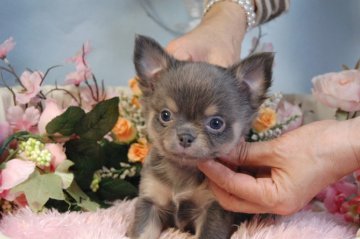 チワワ(ロング)【愛知県・男の子・2013年12月31日・ブルー&タン】の写真「」