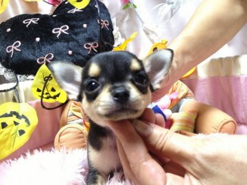 チワワ(スムース)【愛知県・女の子・2013年8月22日・ブラック&タン】の写真「」