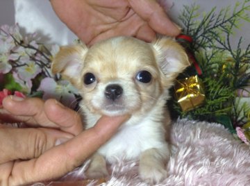チワワ(ロング)【愛知県・女の子・2013年3月21日・ゴールド】の写真「」